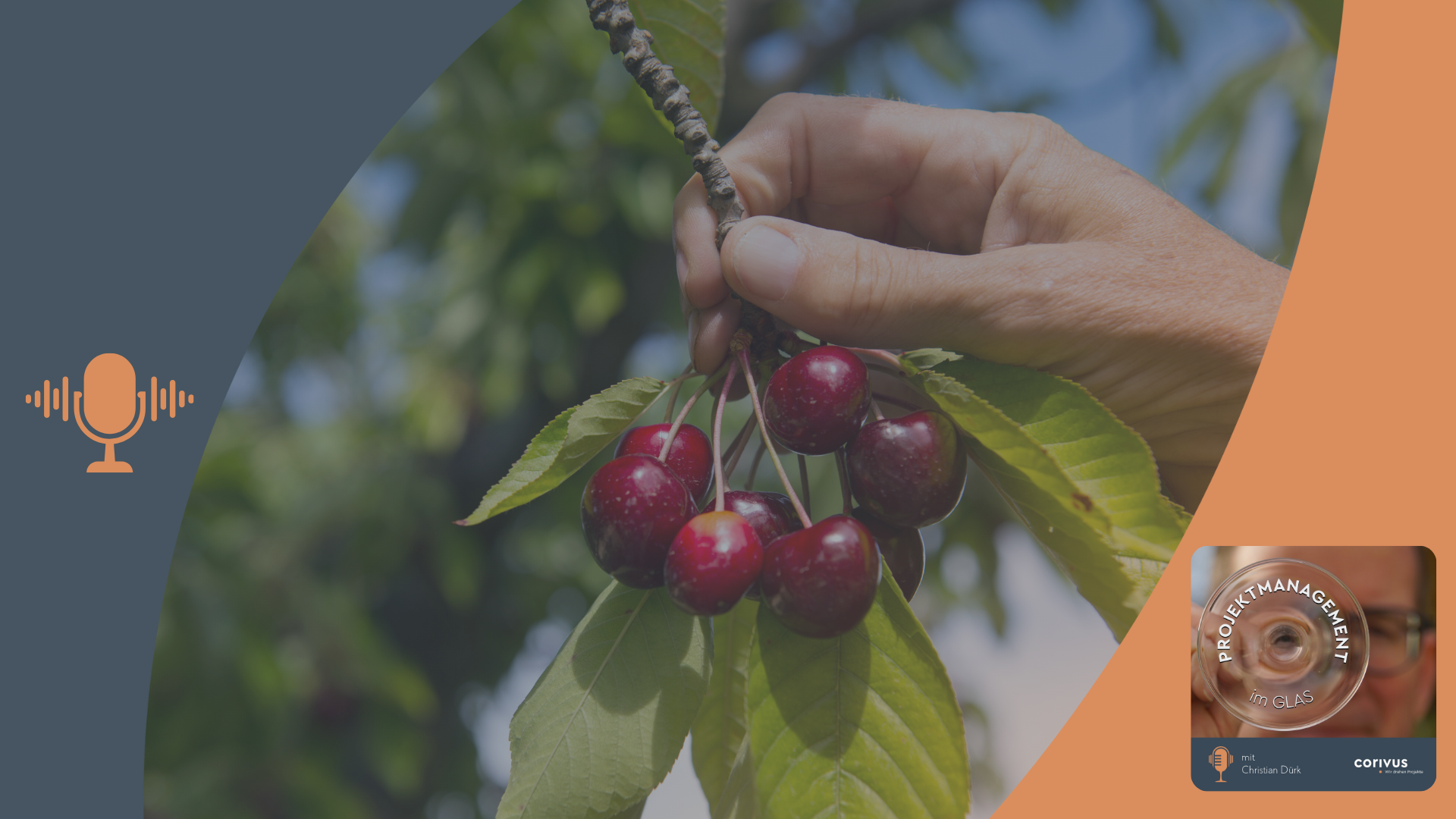 Cherry Picking in Projekten Eine Hand pflückt sich ein reifes Kirschenbündel vom Baum. Das Bild theamtisiert die Problematik des Cherry Pickings, wenn man sich nur die besten Kirschen pflückt und die besten Dinge raussucht aus verschiedenen Konzepten.. Der dunkelblaue und orangefarbene Rahmen mit Mikrofon-Symbol und Podcast-Cover verweist auf den Podcast „Projektmanagement im Glas“ mit Christian Dürk, präsentiert von Corivus.
