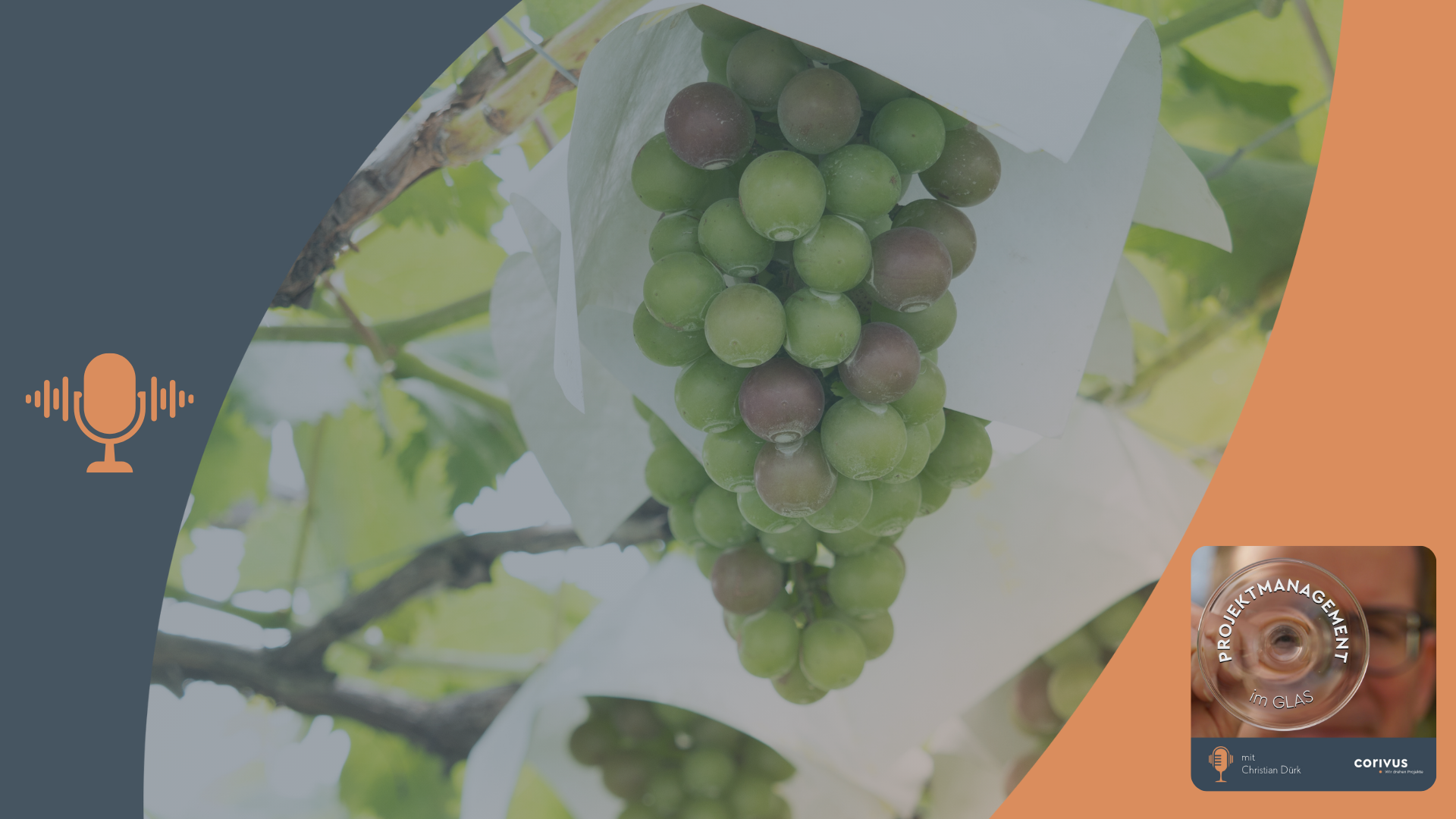 Das Bild zeigt saftige, reife Weintrauben, die an dichten, grünen Weinreben hängen. Dieses Bild unterstreicht das Thema der 40. Folge des Corivus-Projektmanagement-Podcasts, der sich mit der Verbindung von Weinbau und professionellem Projektmanagement beschäftigt.